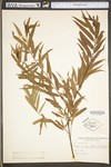 Salix nigra by WV University Herbarium