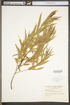 Salix nigra by WV University Herbarium