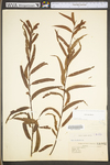 Salix nigra by WV University Herbarium