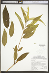 Salix lucida ssp. lucida by WV University Herbarium