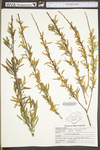 Salix nigra by WV University Herbarium