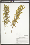 Salix nigra by WV University Herbarium