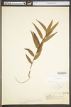 Salix nigra by WV University Herbarium