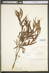 Salix nigra by WV University Herbarium