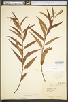 Salix nigra by WV University Herbarium