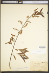 Salix nigra by WV University Herbarium