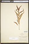 Salix nigra by WV University Herbarium