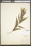 Salix nigra by WV University Herbarium