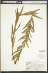 Salix nigra by WV University Herbarium