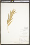 Salix ×pendulina by WV University Herbarium