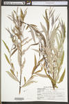 Salix ×pendulina by WV University Herbarium