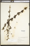 Salix purpurea by WV University Herbarium