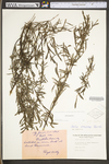 Salix purpurea by WV University Herbarium
