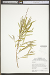 Salix purpurea by WV University Herbarium