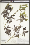 Salix purpurea by WV University Herbarium