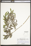 Salix purpurea by WV University Herbarium