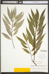 Salix nigra by WV University Herbarium