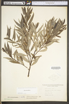 Salix sericea by WV University Herbarium