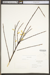 Salix sericea by WV University Herbarium