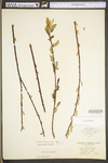 Salix sericea by WV University Herbarium