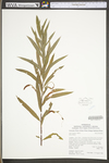 Salix sericea by WV University Herbarium