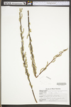 Salix sericea by WV University Herbarium