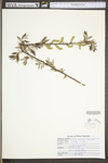 Salix sericea by WV University Herbarium