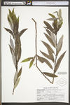 Salix sericea by WV University Herbarium