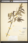 Salix sericea by WV University Herbarium