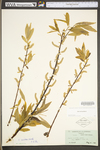 Salix sericea by WV University Herbarium