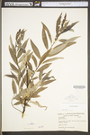 Salix sericea by WV University Herbarium