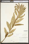 Salix sericea by WV University Herbarium