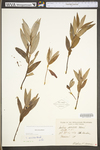 Salix sericea by WV University Herbarium