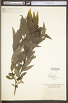 Salix sericea by WV University Herbarium