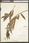 Salix sericea by WV University Herbarium