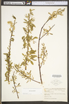 Salix sericea by WV University Herbarium