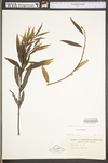 Salix sericea by WV University Herbarium