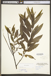 Salix sericea by WV University Herbarium