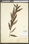 Salix sericea by WV University Herbarium