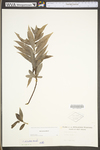 Salix sericea by WV University Herbarium