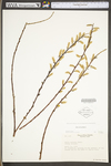 Salix sericea by WV University Herbarium