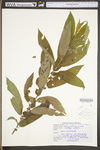 Salix sericea by WV University Herbarium