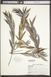 Salix sericea by WV University Herbarium