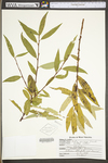 Salix sericea by WV University Herbarium