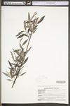 Salix sericea by WV University Herbarium