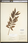 Salix sericea by WV University Herbarium