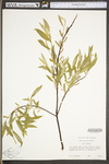 Salix sericea by WV University Herbarium