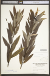 Salix sericea by WV University Herbarium