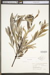 Salix sericea by WV University Herbarium