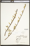 Salix sericea by WV University Herbarium